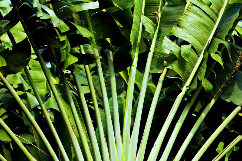 Tropical Vibes
