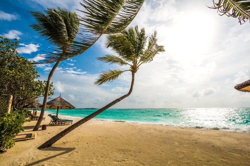Tropical Vibes